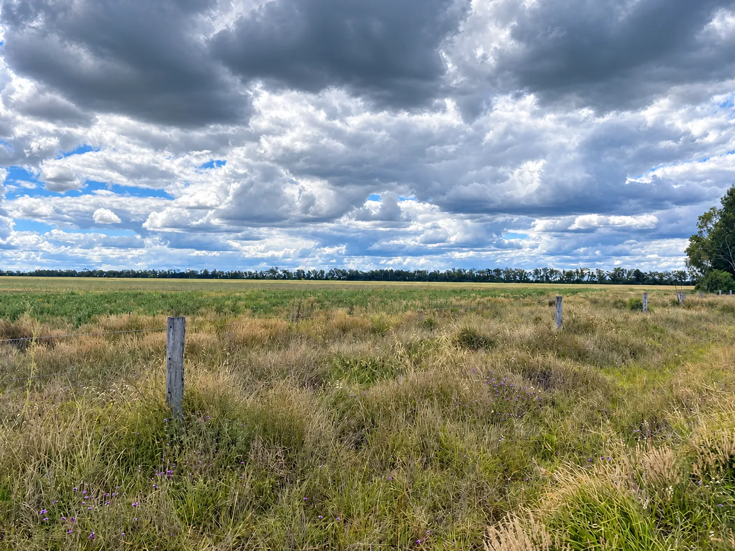 Punch's Creek site near Millmerran: fenced grassland paddock under a cloudy sky