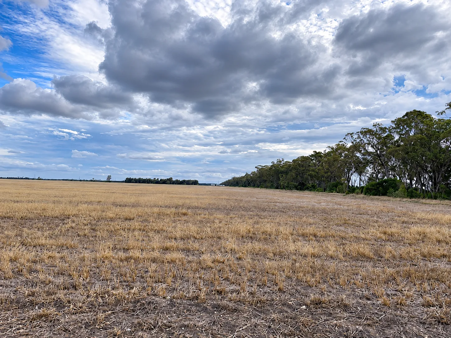 Punch's Creek site near Millmerran: harvested paddock beside a line of trees